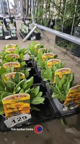 12 x Gaillardia Mesa yellow