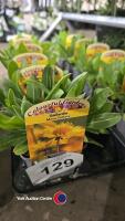 12 x Gaillardia Mesa yellow - 2
