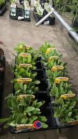 12 x Gaillardia Mesa yellow - 3