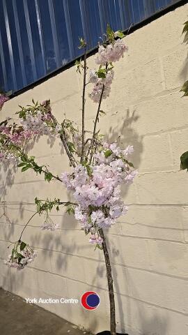 Prunus Shirotae Mount Fuji cherry, container grown