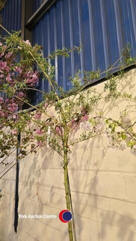 Golden weeping willow, container grown