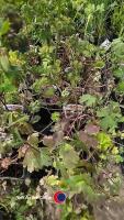 12 x Aquilegia Mrs Scott Elliot - 2