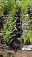 12 x Camassia Quamash Orion