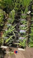 12 x Camassia Quamash Orion - 3
