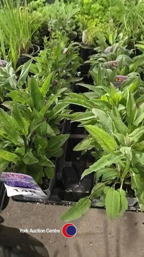12 x Campanula Glomerata Superba