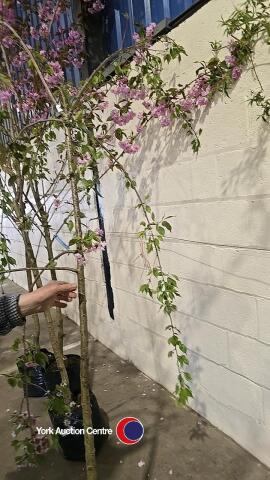 Weeping flowering cherry, container grown