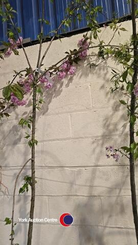 Weeping flowering cherry, container grown