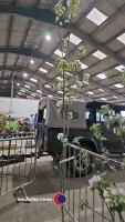 Pear Robbin tree, container grown