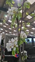 Pear Robbin tree, container grown - 2