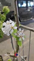 Pear Robbin tree, container grown - 3