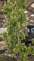 Pear Hessle tree, container grown - 2