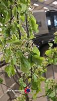 Pear Hessle tree, container grown - 3