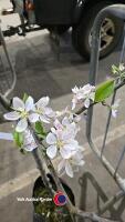 Katy apple tree, container grown - 2
