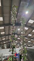 Katy apple tree, container grown - 4