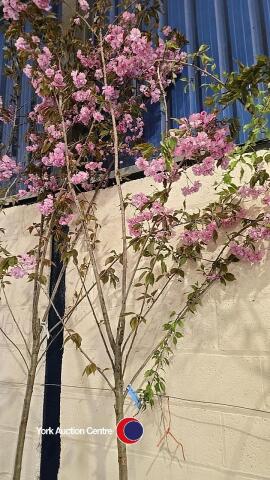 Kanzan Japanese Flowering cherry, container grown