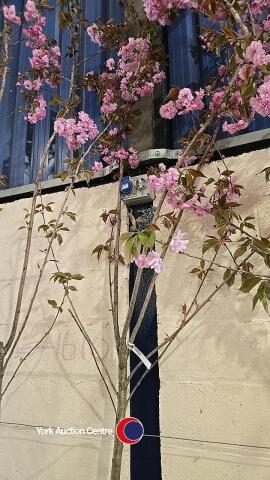 Kanzan Japanese Flowering cherry, container grown