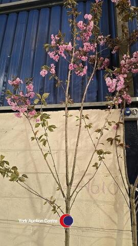 Kanzan Japanese Flowering cherry, container grown