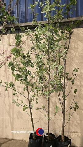 3 x Sorbus mixed varieties, container grown