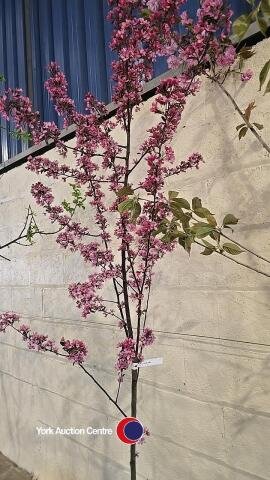 Malus liset, container grown