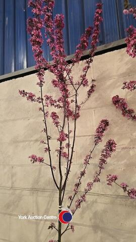 Malus liset, container grown