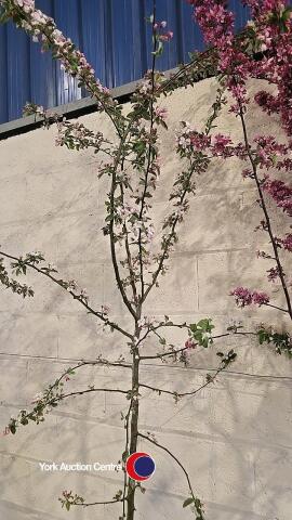 Malus Butterball, container grown