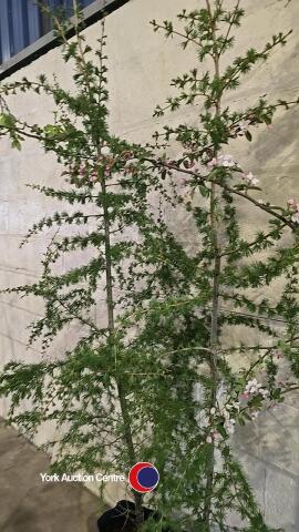 2 x Larch, container grown