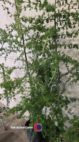 2 x Larch, container grown