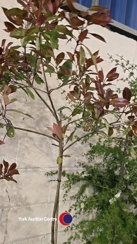 Photonia Red robin standards, container grown