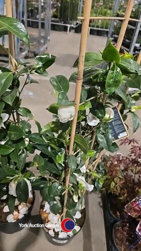 Camelia on frame (white), 7.5 litre pot, 3ft above pot