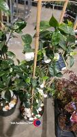 Camelia on frame (white), 7.5 litre pot, 3ft above pot - 2