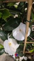 Camelia on frame (white), 7.5 litre pot, 3ft above pot - 3