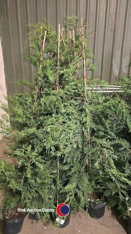 10 x Green Leylandii, approx 6ft