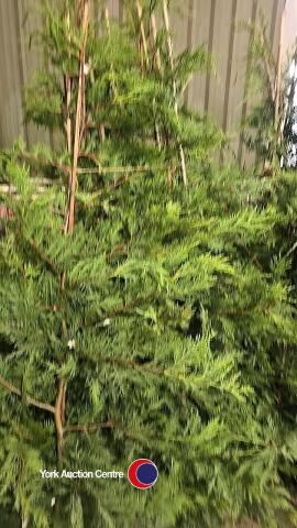 10 x Green Leylandii, approx 6ft