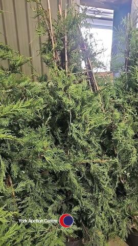 10 x Green Leylandii, approx 6ft