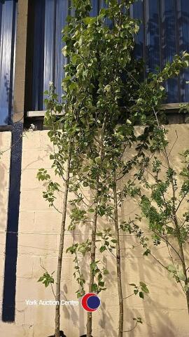 3 x Candicans Varigata, container grown