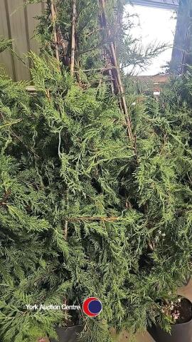 10 x Green Leylandii, approx 6ft