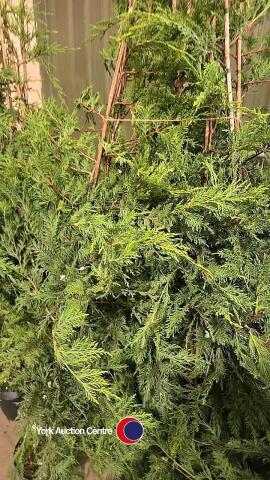 10 x Green Leylandii, approx 6ft
