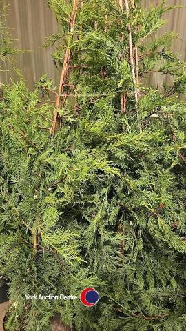 10 x Green Leylandii, approx 6ft