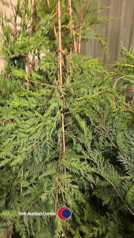 10 x Green Leylandii, approx 6ft