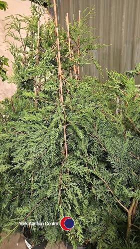 10 x Green Leylandii, approx 6ft