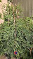 10 x Green Leylandii, approx 6ft