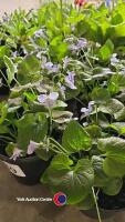 6 x Perennial Viola Sororia 'Freckles' White Flowers with Blue Freckles