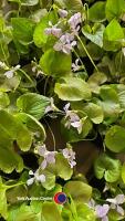 6 x Perennial Viola Sororia 'Freckles' White Flowers with Blue Freckles - 2