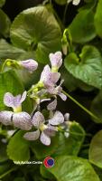 6 x Perennial Viola Sororia 'Freckles' White Flowers with Blue Freckles - 3