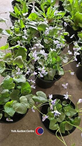 6 x Perennial Viola Sororia 'Freckles' White Flowers with Blue Freckles