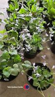 6 x Perennial Viola Sororia 'Freckles' White Flowers with Blue Freckles
