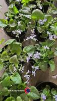 6 x Perennial Viola Sororia 'Freckles' White Flowers with Blue Freckles - 2