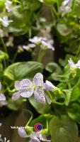 6 x Perennial Viola Sororia 'Freckles' White Flowers with Blue Freckles - 3