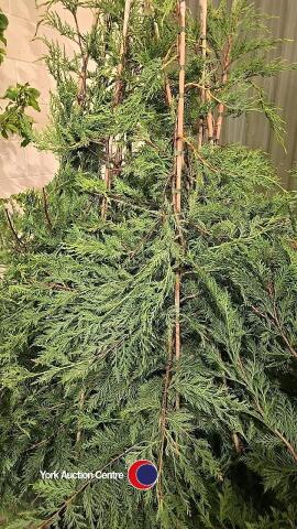 10 x Green Leylandii, approx 6ft