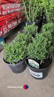6 x Lithodora - white